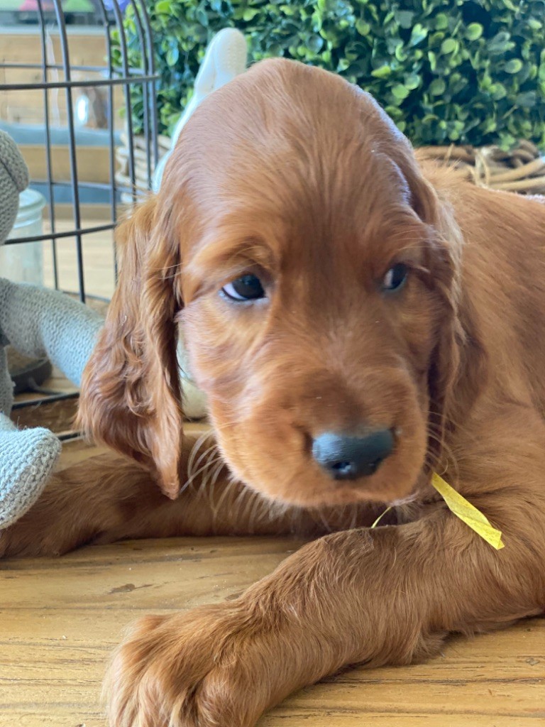 Des Etoiles Au Coeur - Chiots disponibles - Setter irlandais rouge