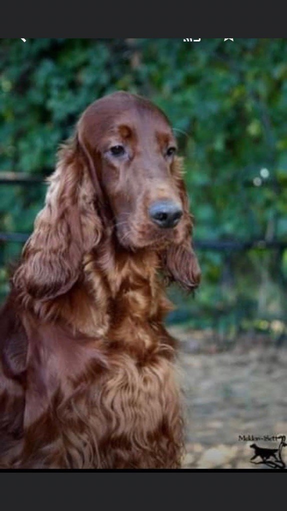 Chiot Setter irlandais rouge Des Etoiles Au Coeur